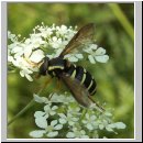 Xanthogramma festivum - Fruehe Gelbrandschwebfliege w01.jpg